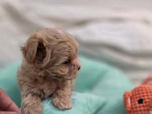 Maltipoo teacup, mini toy