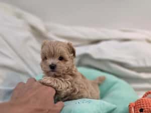 Maltipoo teacup, mini toy — miniatura 2