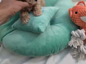 Maltipoo teacup, mini toy — miniatura 3