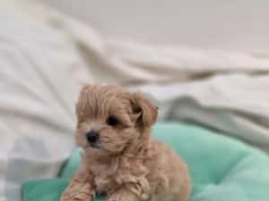 Maltipoo teacup, mini toy — miniatura 5