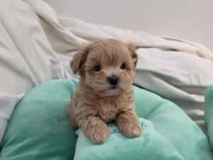 Maltipoo teacup, mini toy — miniatura 6