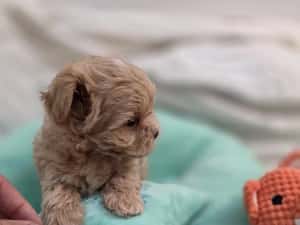 Maltipoo teacup, mini toy — miniatura 7