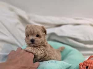 Maltipoo teacup, mini toy — miniatura 8