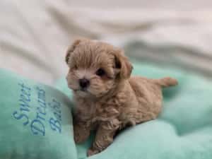 Maltipoo teacup, mini toy — miniatura 10