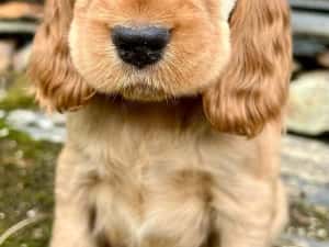 Pui Rasa Cocker Spaniel - Acte, Garanție Medicală, Genetic Verificat