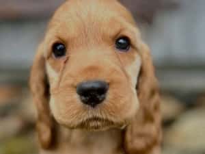 Pui Rasa Cocker Spaniel - Acte, Garanție Medicală, Genetic Verificat — miniatura 2