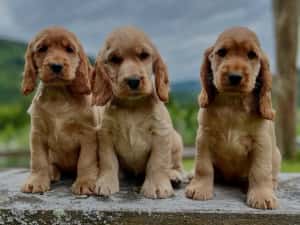 Pui Rasa Cocker Spaniel - Acte, Garanție Medicală, Genetic Verificat — miniatura 3
