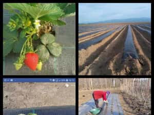 AGROTEXTIL/Folie Mulcire/Folie Anti-Buruieni 100g/m²!Tratatate UV — miniatura 5
