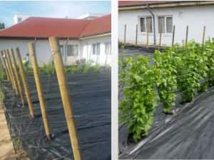 AGROTEXTIL/Folie Mulcire/Folie Anti-Buruieni 100g/m²!Tratatate UV — miniatura 6
