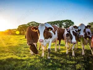 Locuri de muncă la ferme în Germania