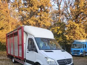 Mercedes Sprinter Transport Animale  Vii — miniatura 3
