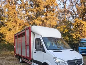 Mercedes Sprinter Transport Animale  Vii — miniatura 4