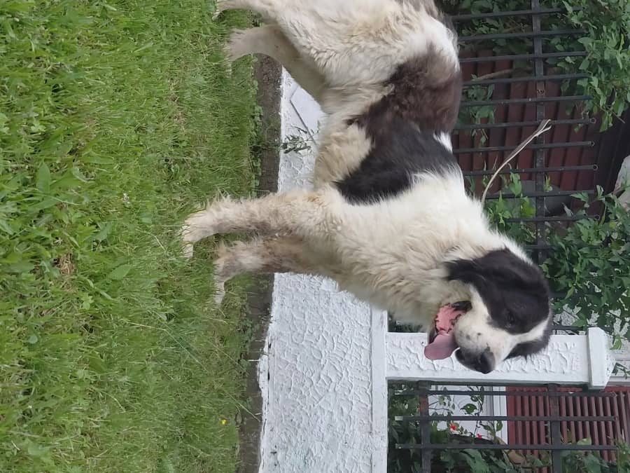 Vand mascul ciobanesc bucovina cu pedigree — fotografie 1 din 3