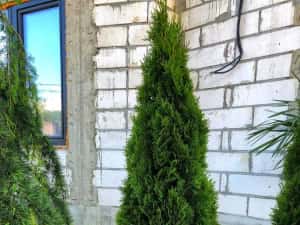 Vând tuia smaragd și leylandii — miniatura 2