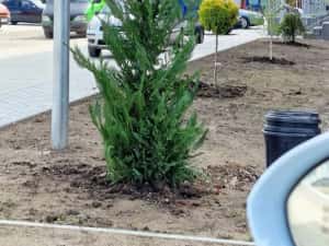Vând tuia smaragd și leylandii — miniatura 3