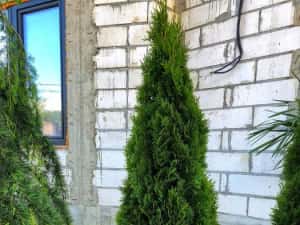 Vând tuia smaragd și leylandii — miniatura 4