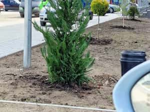 Vând tuia smaragd și leylandii — miniatura 5