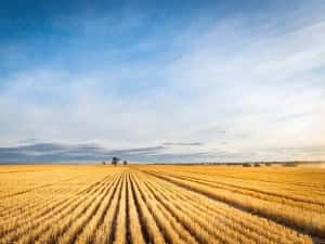 PORTOFOLIU AGRICOL PREMIUM 3.000 HA SUDUL ROMÂNIEI OPORTUNITATE INVESTIȚIONALĂ