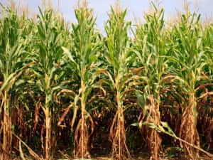 PORTOFOLIU AGRICOL PREMIUM 3.000 HA SUDUL ROMÂNIEI OPORTUNITATE INVESTIȚIONALĂ — miniatura 3