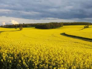 PORTOFOLIU AGRICOL PREMIUM 3.000 HA SUDUL ROMÂNIEI OPORTUNITATE INVESTIȚIONALĂ — miniatura 7