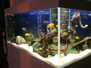 Construim la comandă acvariu de apă dulce și marin de dimensiuni mari. — miniatura 10