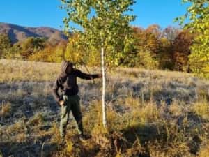 Copaci ornamentali mesteacăn Tei — miniatura 2