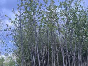 Copaci ornamentali mesteacăn Tei — miniatura 3