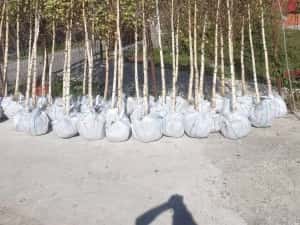 Copaci ornamentali mesteacăn Tei — miniatura 4