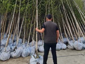 Copaci ornamentali mesteacăn Tei — miniatura 5