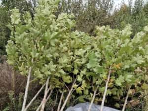 Copaci ornamentali mesteacăn Tei — miniatura 6