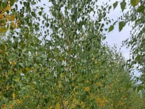 Copaci ornamentali mesteacăn Tei — miniatura 7