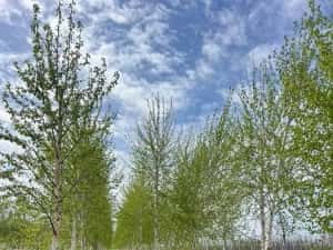 Copaci ornamentali mesteacăn Tei — miniatura 8