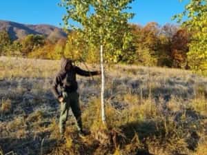 Copaci ornamentali mesteacăn Tei — miniatura 9