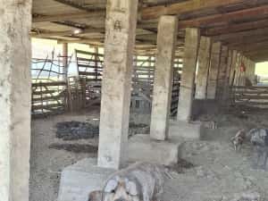 Porci Duroc carne 200 kg crescuți natural, în libertate
