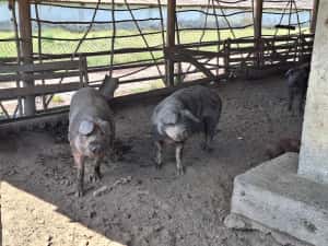 Porci Duroc carne 200 kg crescuți natural, în libertate — miniatura 2