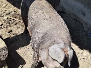 Porci Duroc carne 200 kg crescuți natural, în libertate — miniatura 3