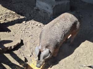 Porci Duroc carne 200 kg crescuți natural, în libertate — miniatura 4