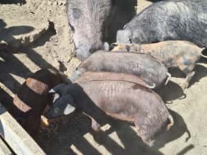 Porci Duroc carne 200 kg crescuți natural, în libertate — miniatura 5