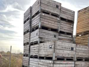 Boxpaleti lemn , boxpaleti fructe — miniatura 10