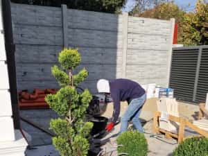 Pom Pon și plante ornamentale — miniatura 1