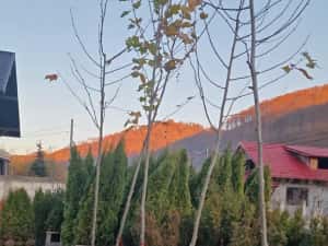 Pom Pon și plante ornamentale — miniatura 2