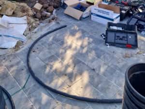 Pom Pon și plante ornamentale — miniatura 3