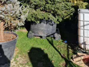 Pom Pon și plante ornamentale — miniatura 4