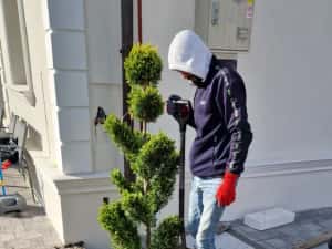 Pom Pon și plante ornamentale — miniatura 5