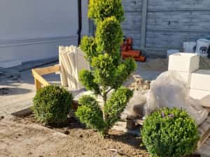 Pom Pon și plante ornamentale — miniatura 6