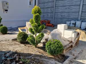 Pom Pon și plante ornamentale — miniatura 7