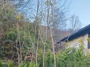 Pom Pon și plante ornamentale — miniatura 8