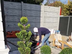 Pom Pon și plante ornamentale — miniatura 9