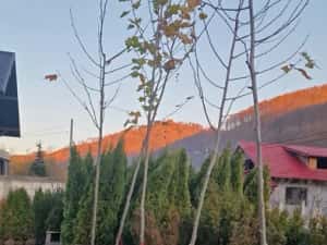 Pom Pon și plante ornamentale — miniatura 10