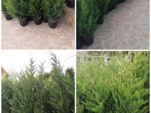 Vând tuia leylandi chiparos — miniatura 1